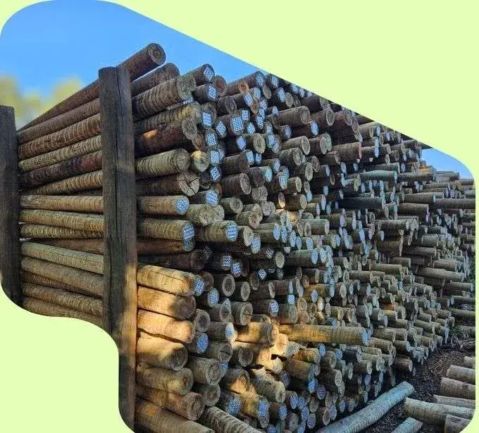 imagem pilha mouroes eucalipto tratado eucatratus