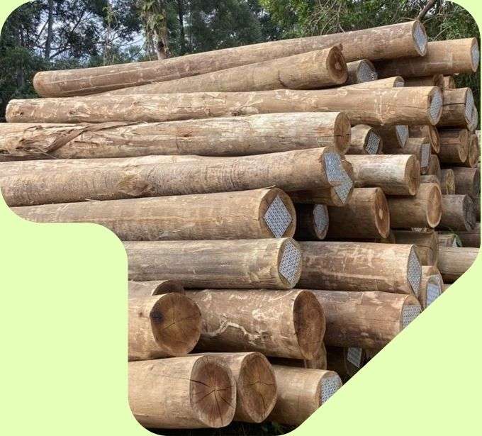 imagem pilha mouroes toras de eucalipto - eucatratus eucalipto tratado