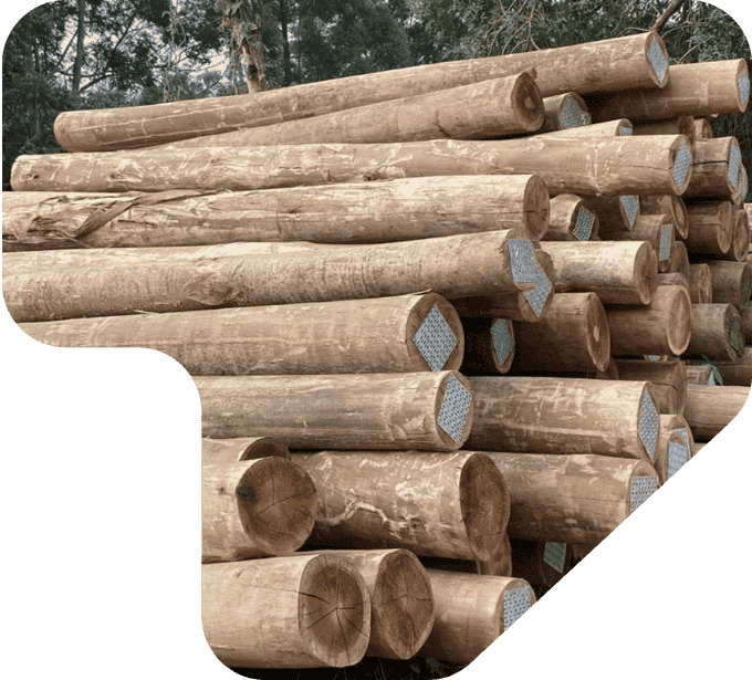 imagem pilha mouroes toras de eucalipto - eucatratus eucalipto tratado