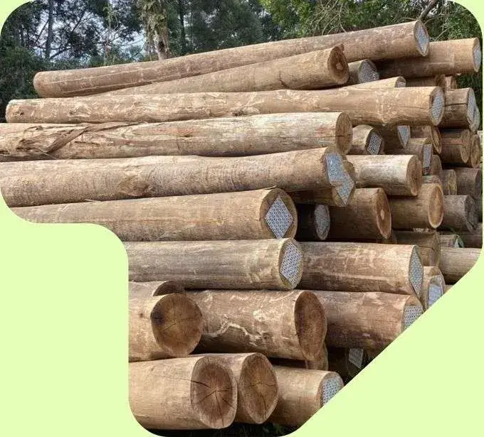 imagem pilha mouroes toras de eucalipto - eucatratus eucalipto tratado