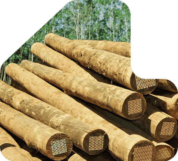 imagem pilha mouroes toras de eucalipto - eucatratus eucalipto tratado