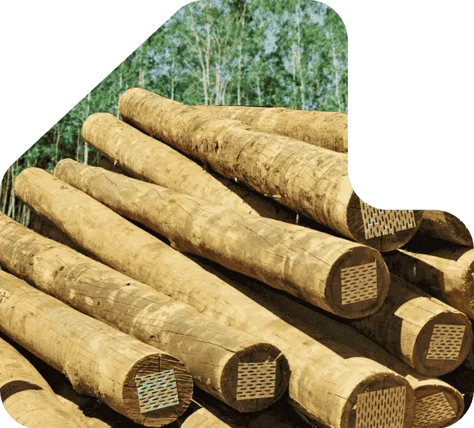 imagem pilha mouroes toras de eucalipto - eucatratus eucalipto tratado