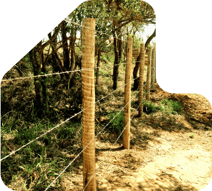 imagem cerca arame farpado com eucalipto tratado eucatratus