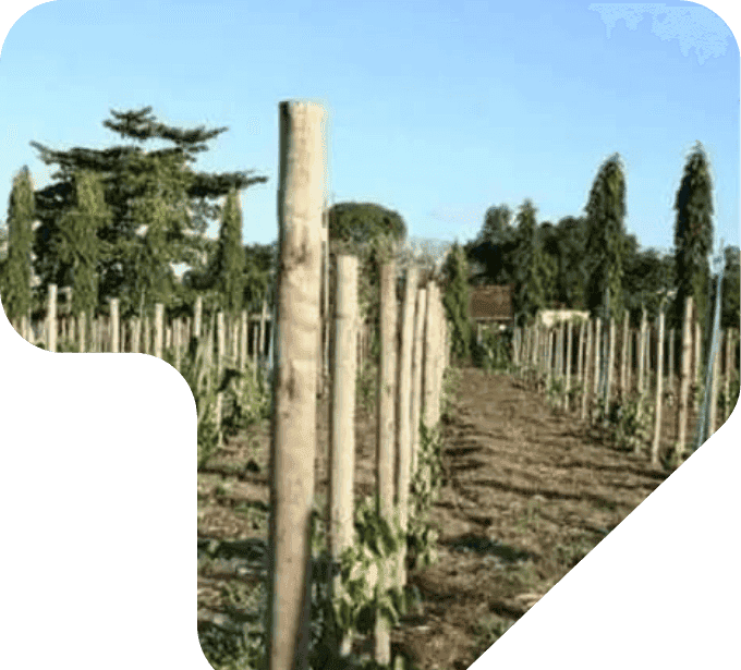 imagem estaca agrícola cultura lavoura plantação com eucalipto tratado eucatratus