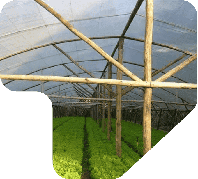 imagem estufa plantação estrutura de eucalipto tratado eucatratus